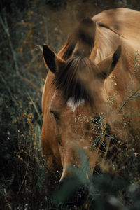 Close-up of a horse on field