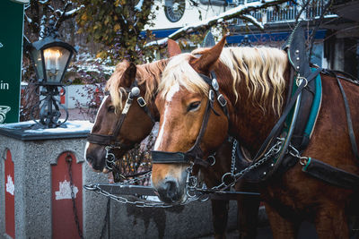 Beautiful horses drawn carriage in village of royal castles schwangau in winter, bavaria, germany