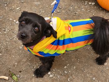 High angle portrait of dog on street in city