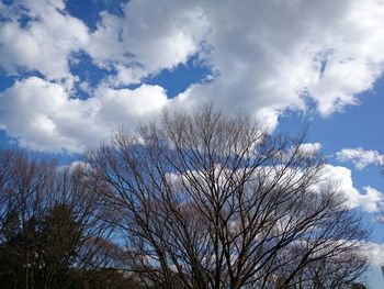 Low angle view of bare trees against blue sky