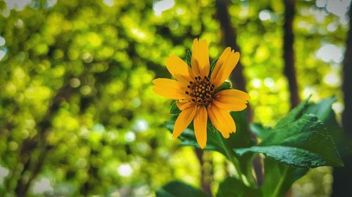 Close-up of yellow flower blooming outdoors