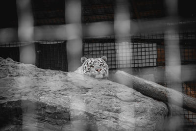 Portrait of cat relaxing in cage at zoo