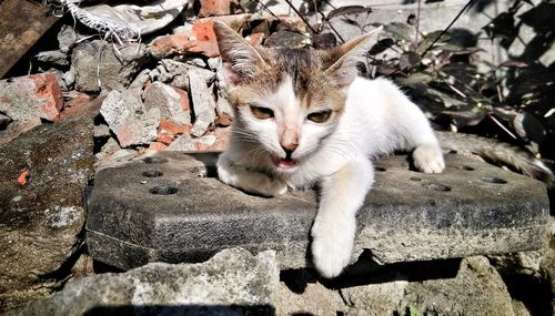 Portrait of a kitten