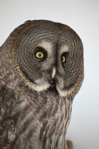 owl