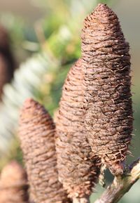 Close-up of pine cone on tree trunk