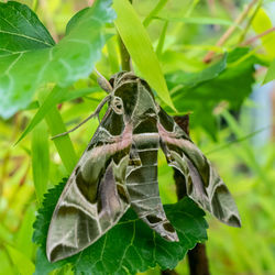 Close-up of insect on plant