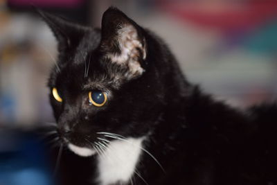 Close-up portrait of cat