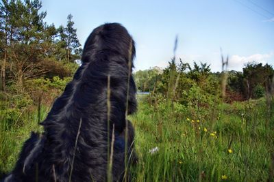 Rear view of dog on grass