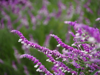 Close-up of pink flowers blooming outdoors