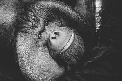 Close-up portrait of an animal