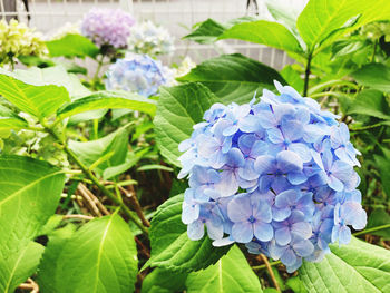 Close-up of purple flowering plant