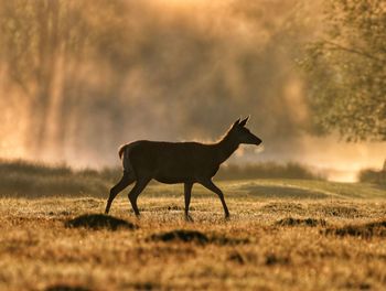 Deer hind at dawn