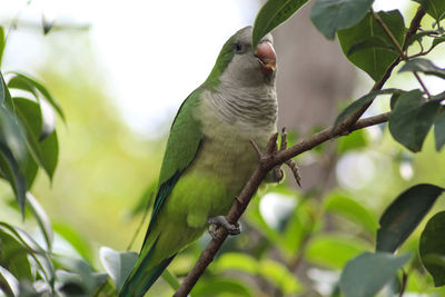 Low angle view of bird perching on branch