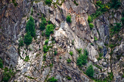 Close-up of cliff