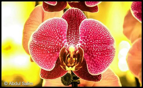 Close-up of pink flower