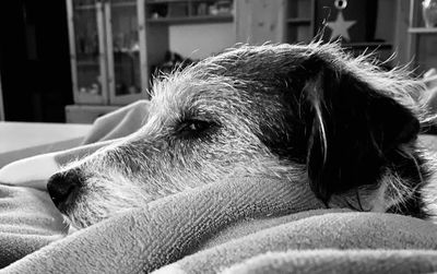 Close-up of dog looking away