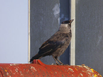 Close-up of bird perching