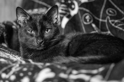 Close-up portrait of a cat resting