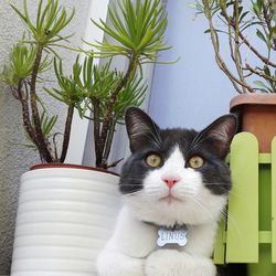 Portrait of cat on plant