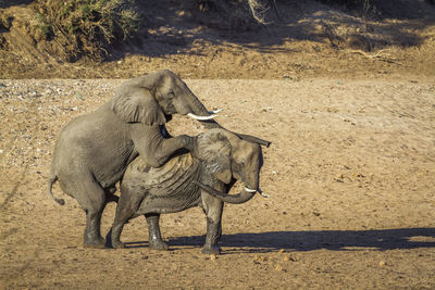 High angle view of elephants mating on land