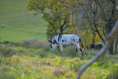 Horse grazing in a field