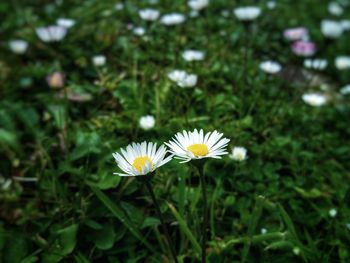 Close-up of white daisy flower