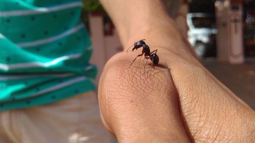 Close-up of insect on hand