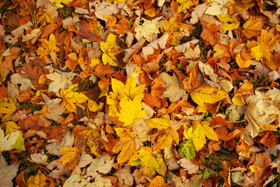 Full frame shot of autumn leaves