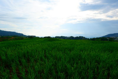 Scenic view of field against sky