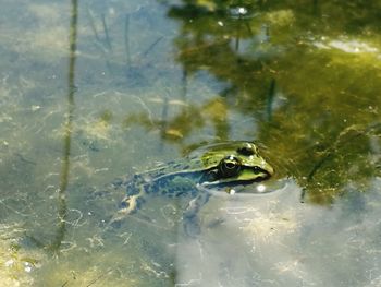 High angle view of turtle swimming in water