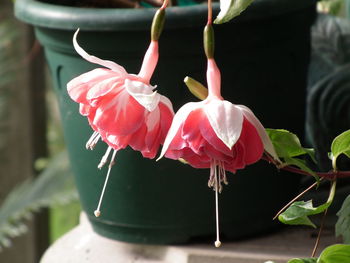 Close-up of pink flowers blooming outdoors