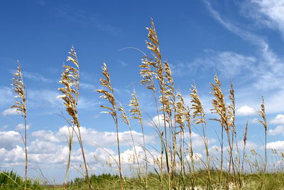 Plants growing on field against sky