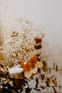 Close-up of snow on plant