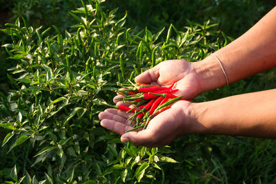 Midsection of hand holding red berries on field