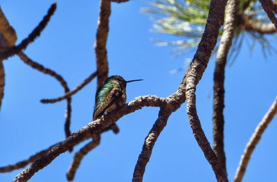 Low angle view of bird perching on tree against sky