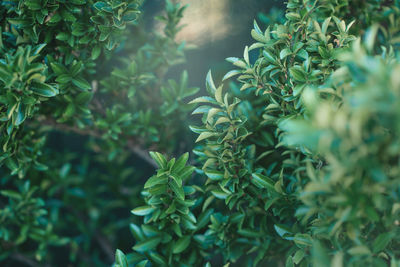 Close-up of fresh green plant