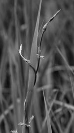 Close-up of wilted plant on field