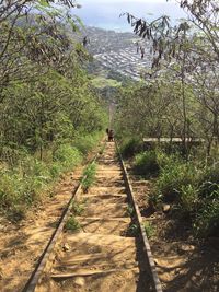 Footpath amidst trees in forest