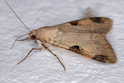 High angle view of insect