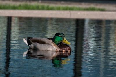 Duck swimming in lake