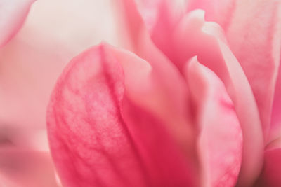 Close-up of pink flower