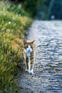 Portrait of cat walking on road