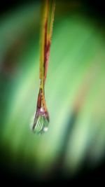 Close-up of plant against blurred background