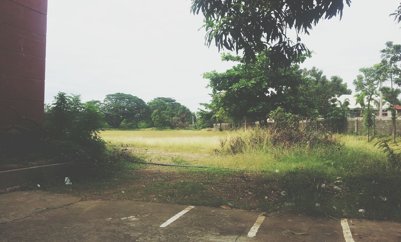 tree, clear sky, growth, grass, tranquility, field, copy space, tranquil scene, nature, landscape, plant, green color, day, sunlight, empty, no people, outdoors, footpath, rural scene, beauty in nature