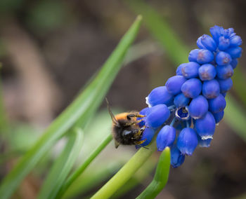 Close-up of bee pollinating on purple flower