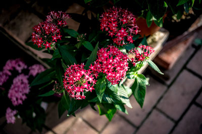 High angle view of flowers growing in park