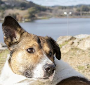 Close-up of dog looking away