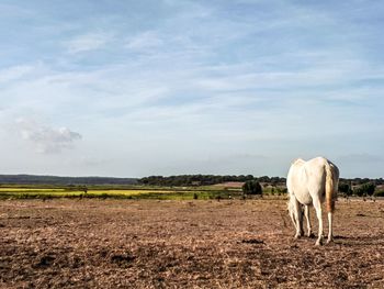 Horse grazing on field against sky