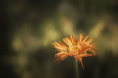 Close-up of dandelion against blurred background