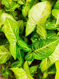 Full frame shot of green leaves